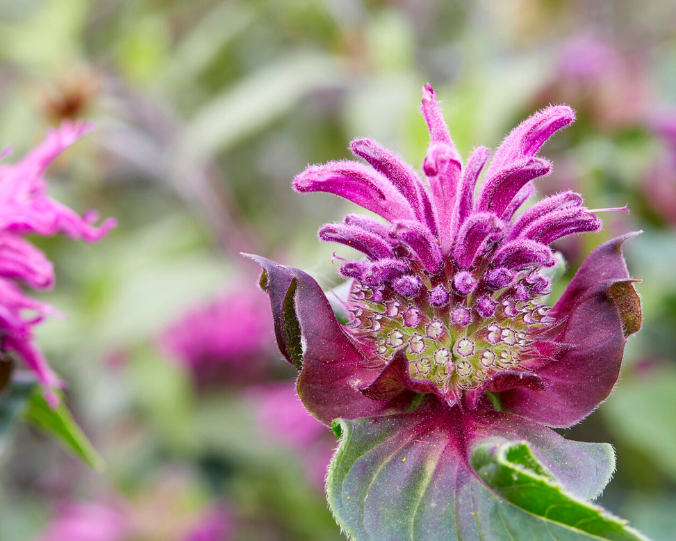 Monarda 'Bee-Pure'