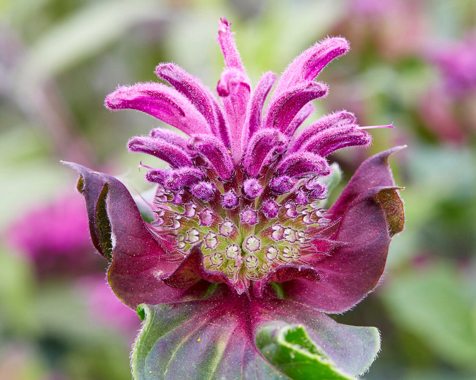 Monarda 'Bee-Pure'