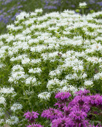 Monarda 'Schneewittchen' Monarda 'Schneewittchen'