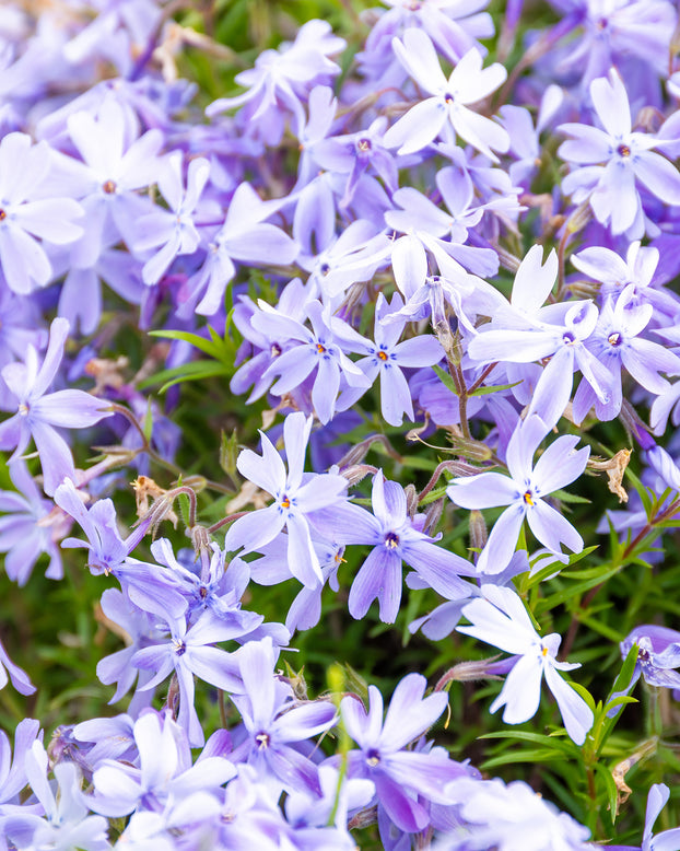 Phlox 'Ground Blue'