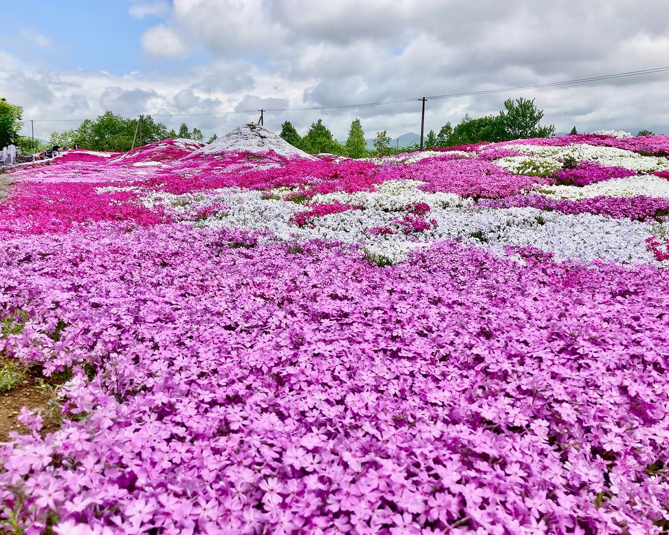 Phlox 'Ground Pink'