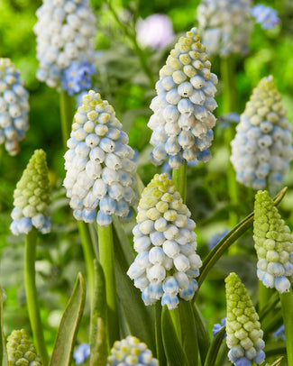 Muscari 'Alaska' Muscari 'Alaska'