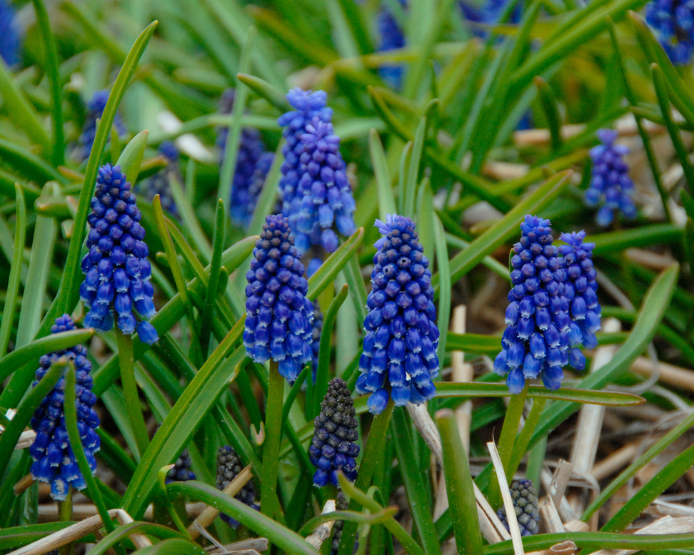 Muscari 'Bling Bling'