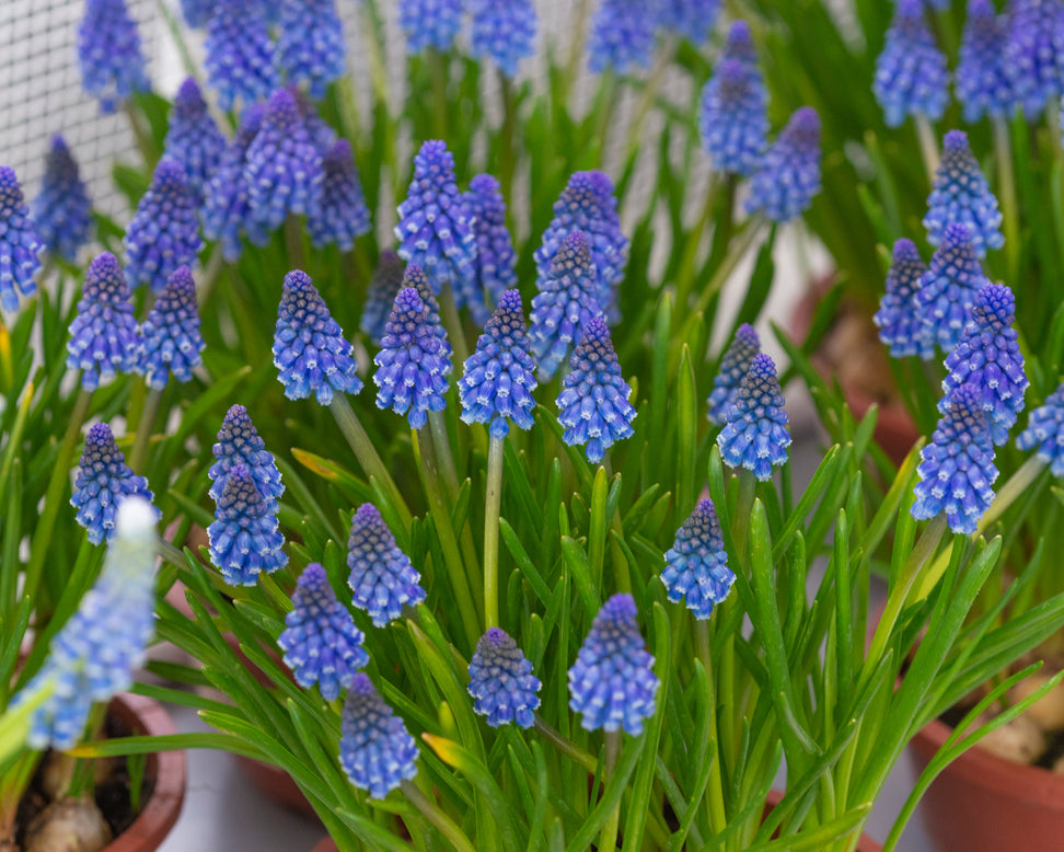 Muscari 'Bling Bling'