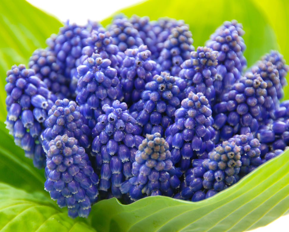 Muscari 'Bling Bling'