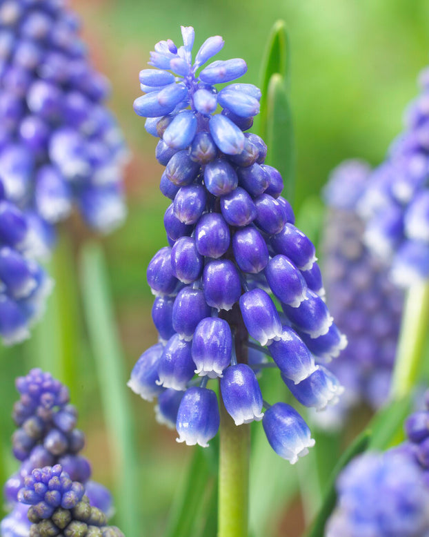 Muscari 'Bling Bling'