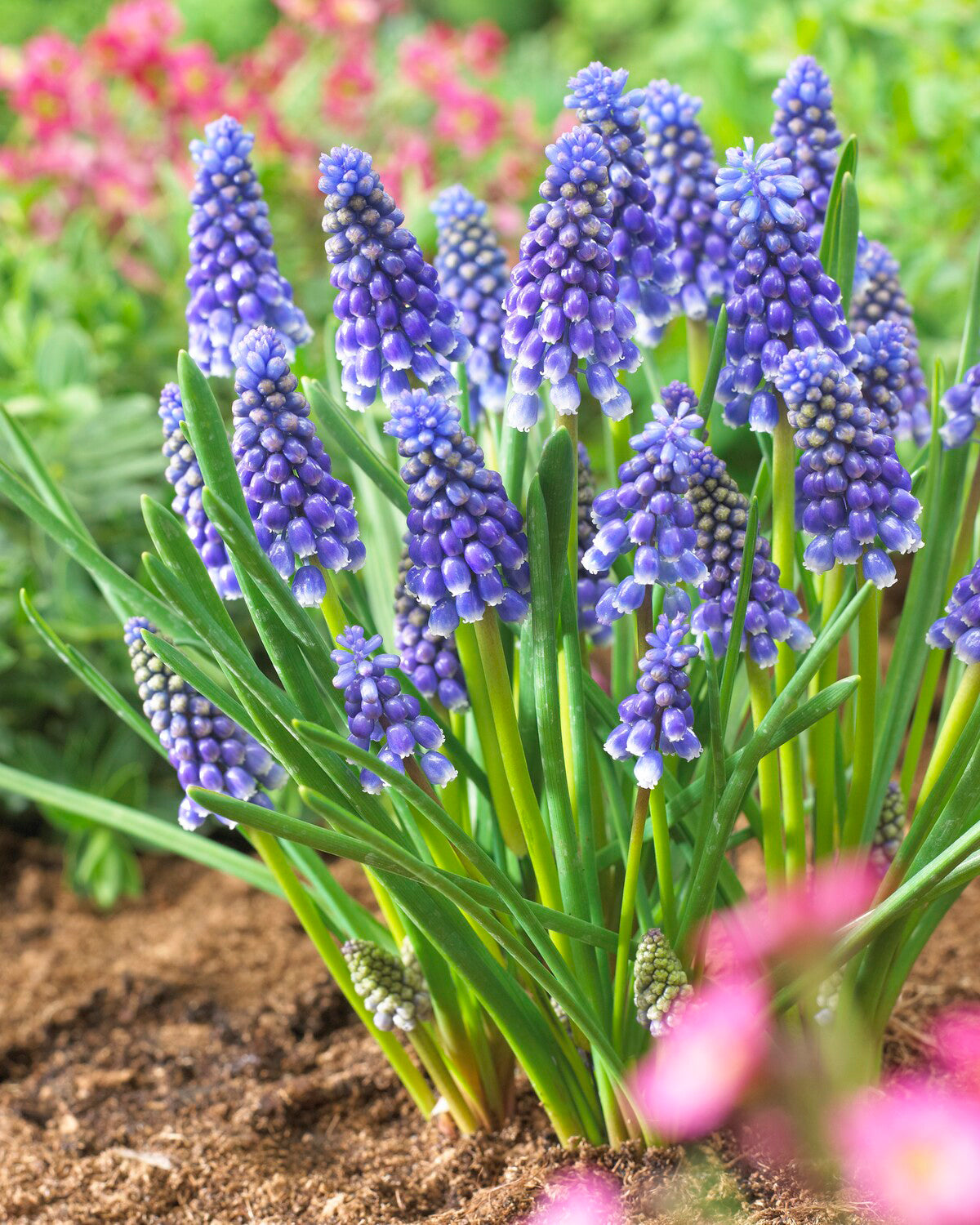 Muscari bulbs on sale