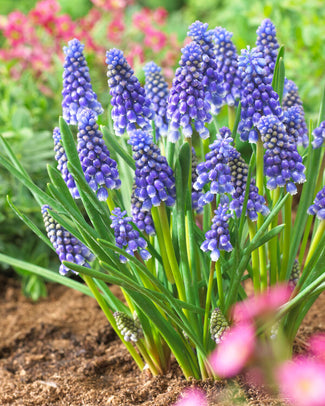 Muscari 'Bling Bling' Muscari 'Bling Bling'