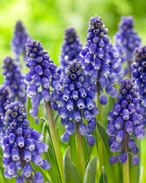 Muscari 'Bling Bling'