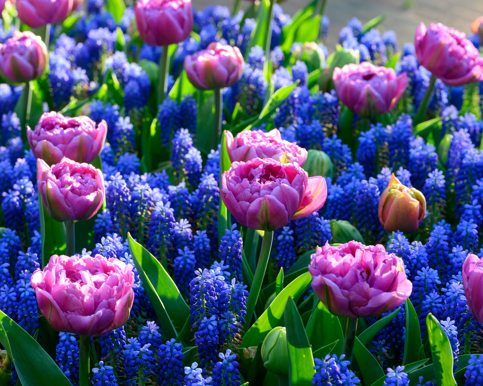 Muscari 'Blue Moon'