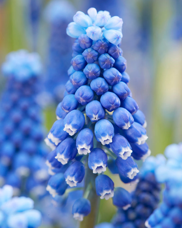 Muscari 'Blue Moon'