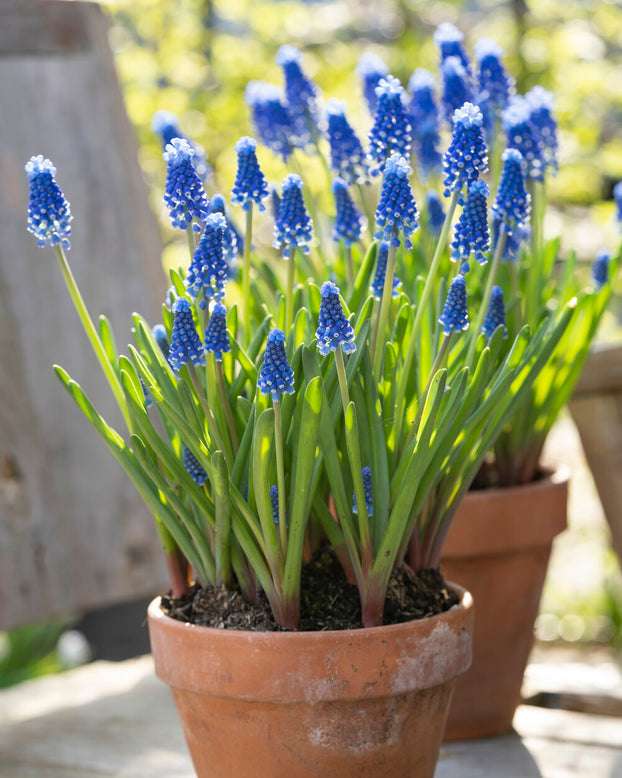 Muscari 'Blue Moon'