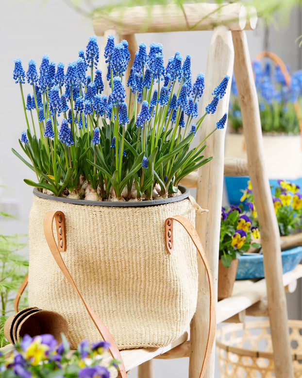 Muscari 'Blue Moon'