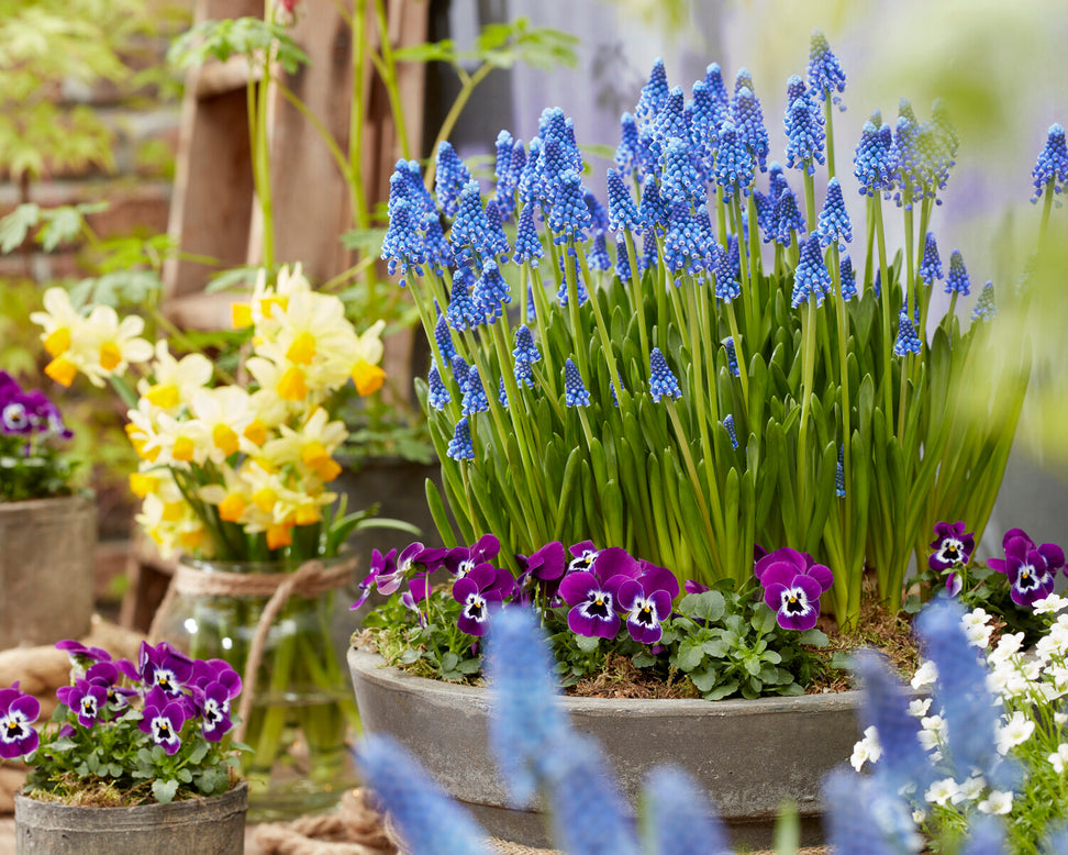 Muscari 'Blue Moon'
