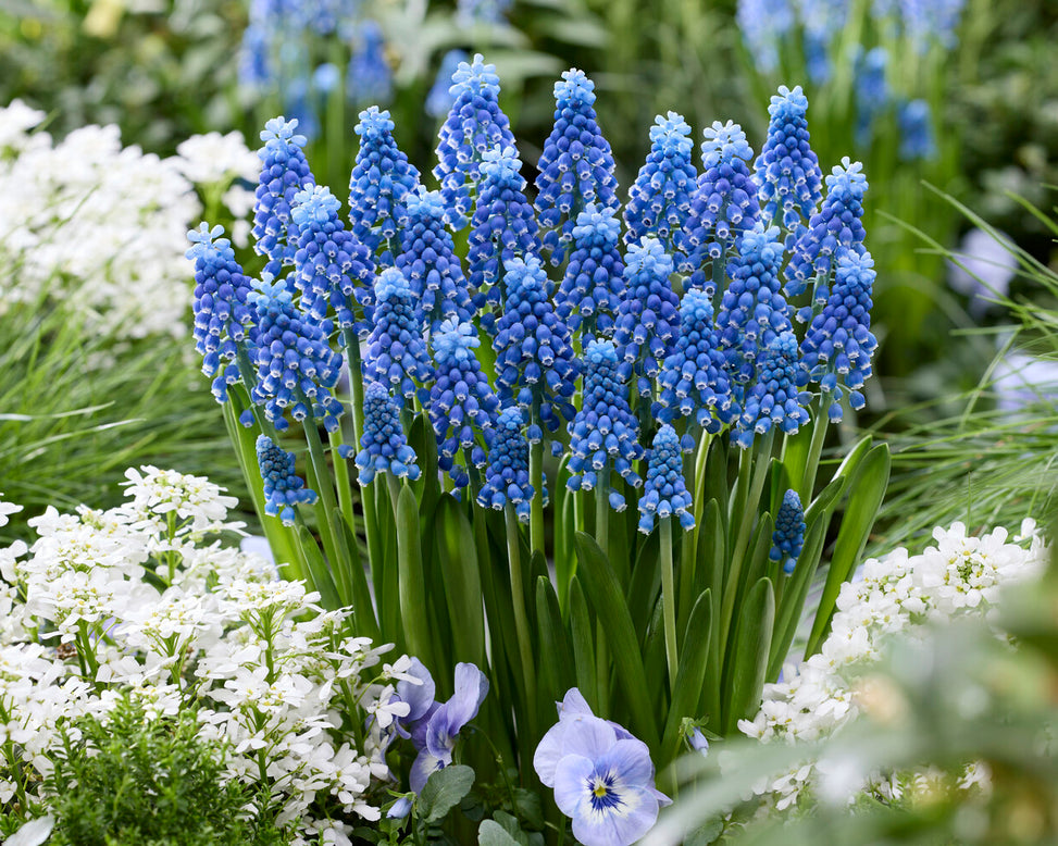 Muscari 'Blue Moon'