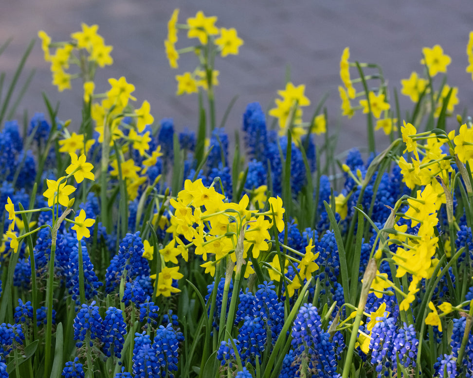 Muscari 'Blue Moon'