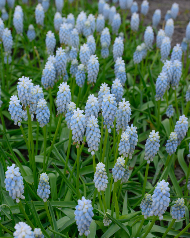 Muscari 'Esther'