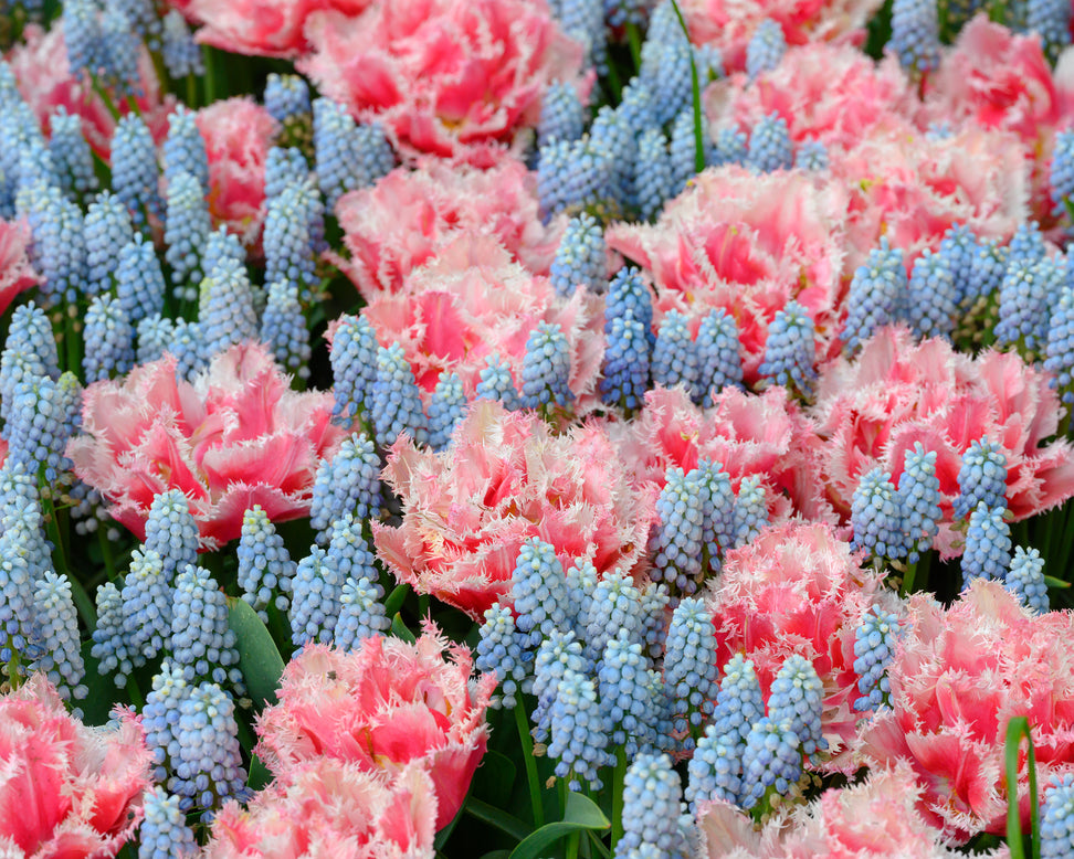Muscari 'Esther'