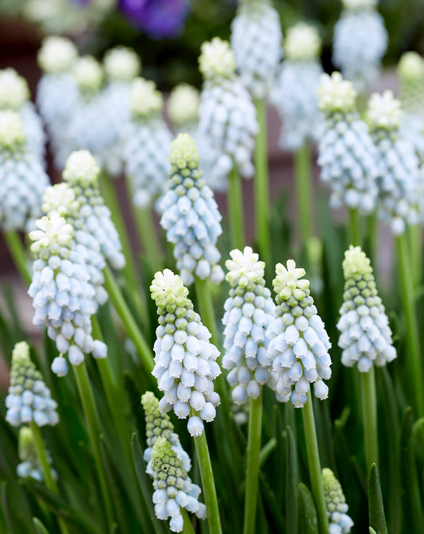 Muscari 'Esther'