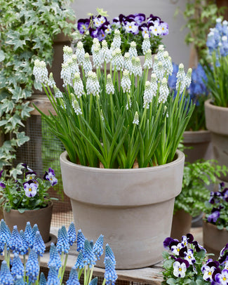 Muscari 'Esther' Muscari 'Esther'