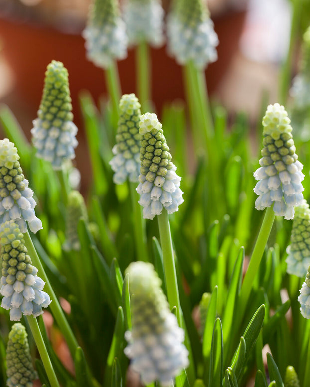 Muscari 'Esther'