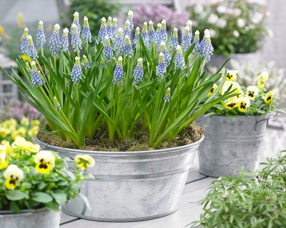 Muscari 'Julia'