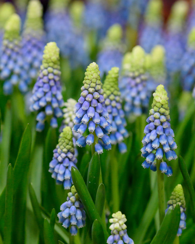 Muscari 'Julia'