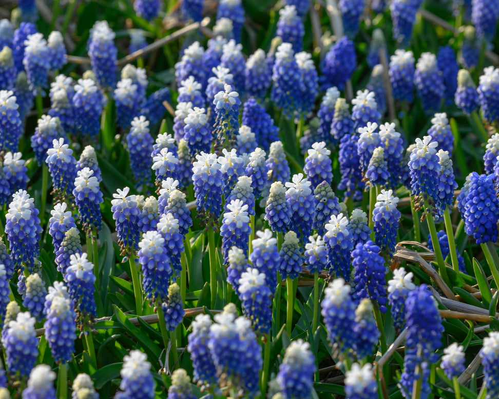 Muscari 'Julia'