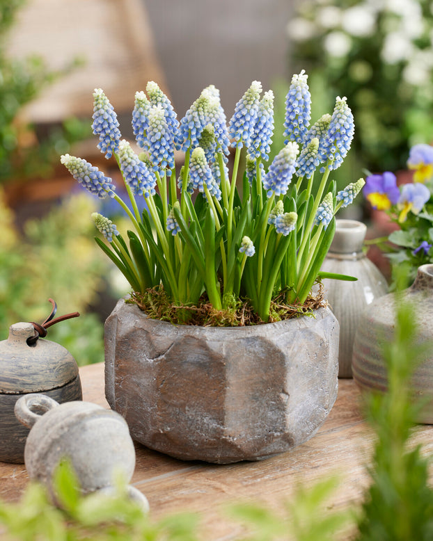 Muscari 'Julia'