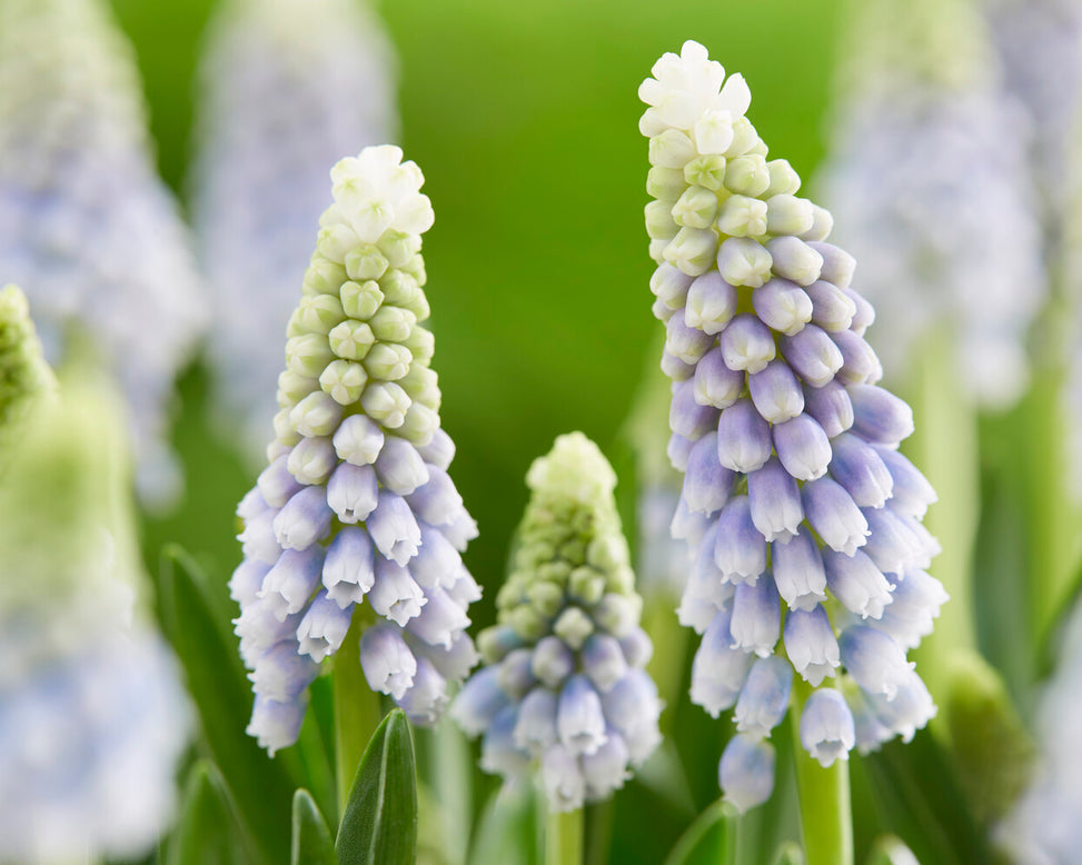 Muscari 'Julia'