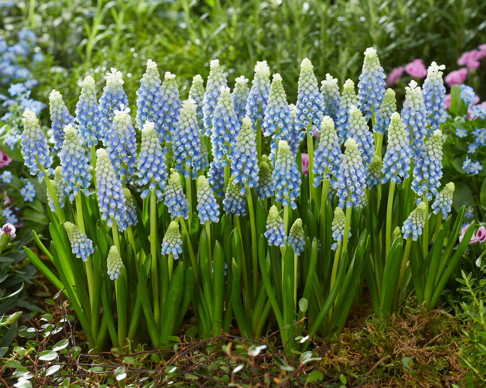 Muscari 'Julia'