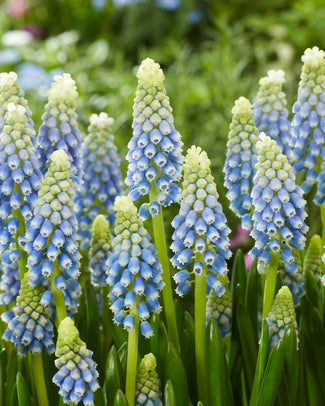 Muscari 'Julia' Muscari 'Julia'