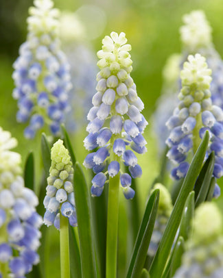 Muscari 'Julia' Muscari 'Julia'