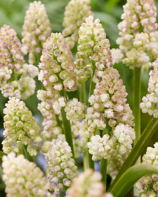 Muscari 'Lady Madonna' Muscari 'Lady Madonna'