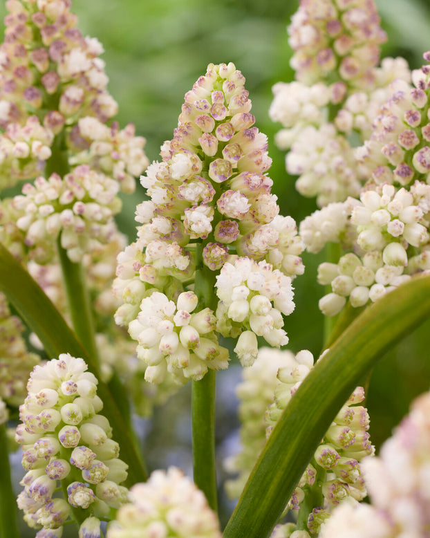 Muscari 'Lady Madonna'