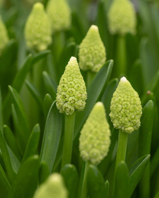 Muscari 'Lady Madonna'