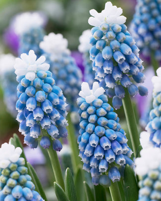 Muscari 'Mount Hood' Muscari 'Mount Hood'
