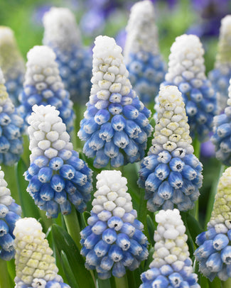 Muscari 'Mountain Lady' Muscari 'Mountain Lady'