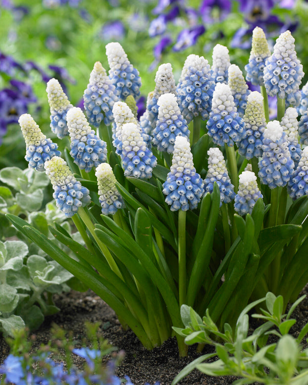 Muscari 'Mountain Lady'