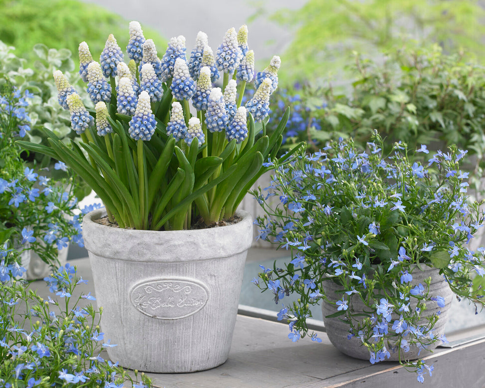 Muscari 'Mountain Lady'