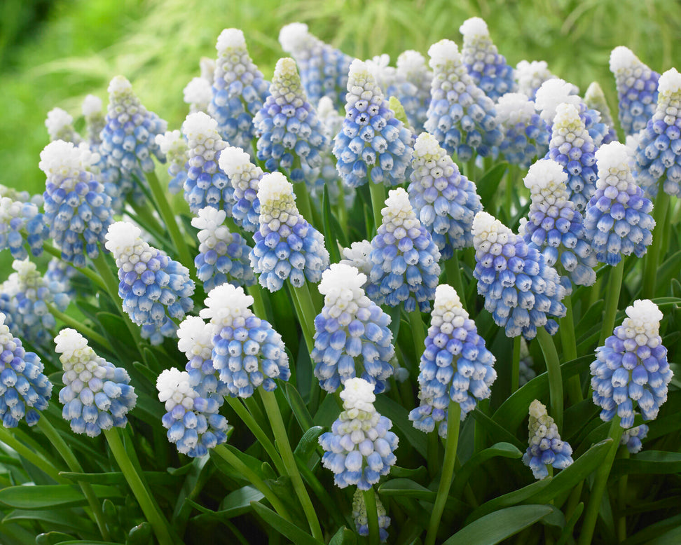 Muscari 'Mountain Lady'