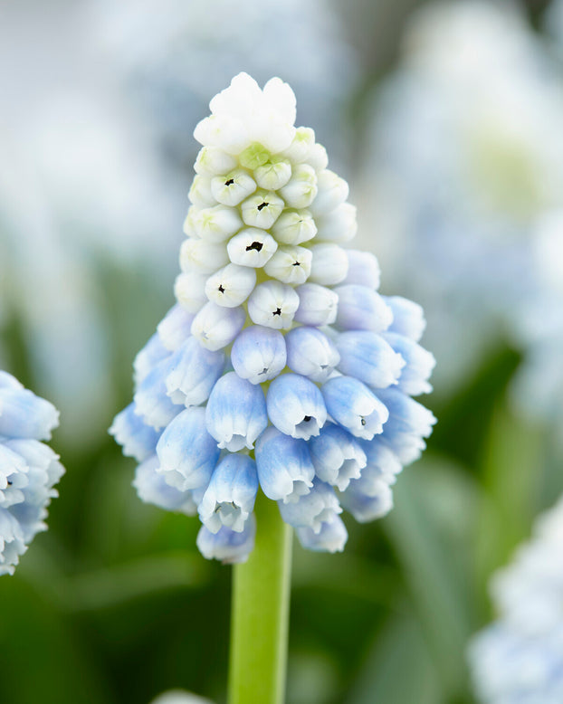 Muscari 'Mountain Lady'