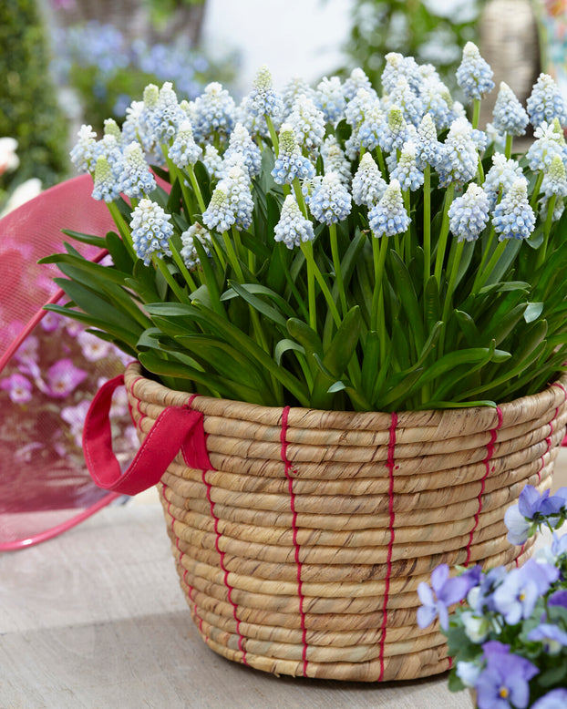 Muscari 'Mountain Lady'