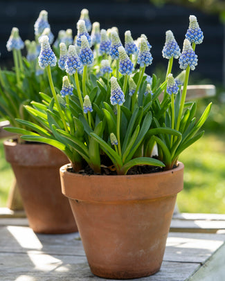 Muscari 'Mountain Lady' Muscari 'Mountain Lady'