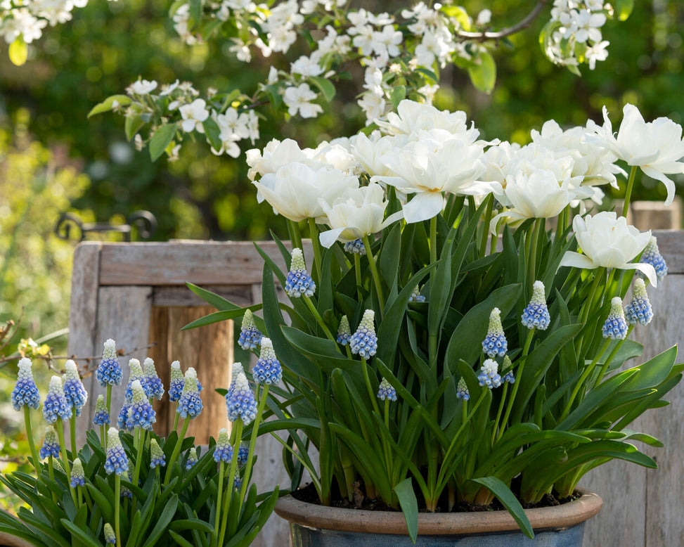 Muscari 'Mountain Lady'