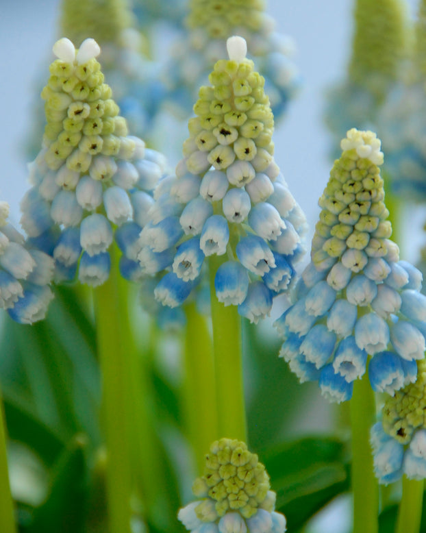 Muscari 'Mountain Lady'