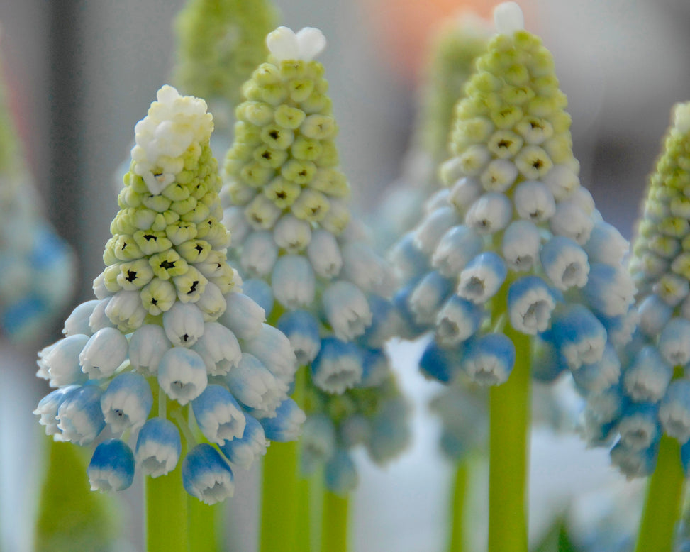 Muscari 'Mountain Lady'