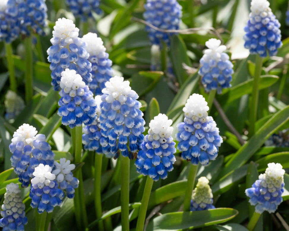 Muscari 'Mountain Lady'