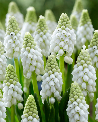 Muscari 'White Pearl' Muscari 'White Pearl'