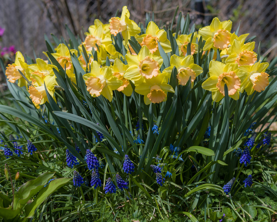 Narcissus 'Alexis Beauty'